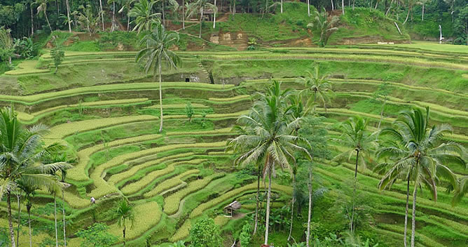 Tegallalang Rice Terrace