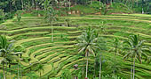 Tegallalang Rice Terrace